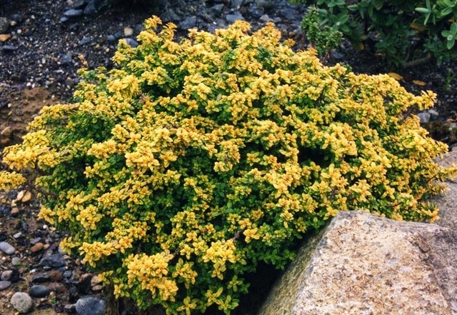 Le Thym citron Aureus