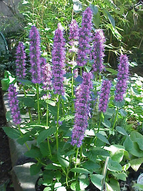 Agastache Â« Blue Fortune Â»