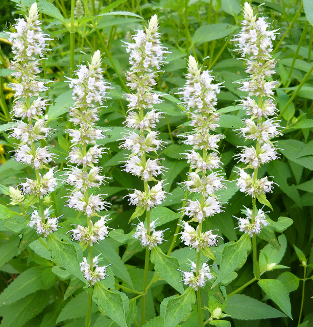 Agastache - Agastache rugosa Alabaster