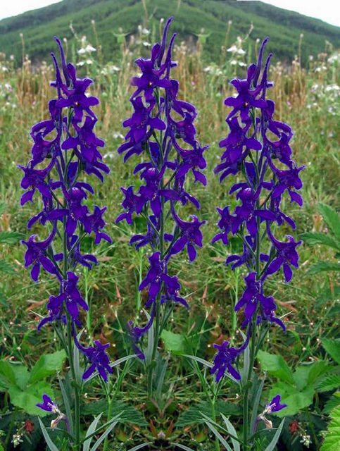 Pied dâAlouette vivace - Delphinium (P) Black Knight