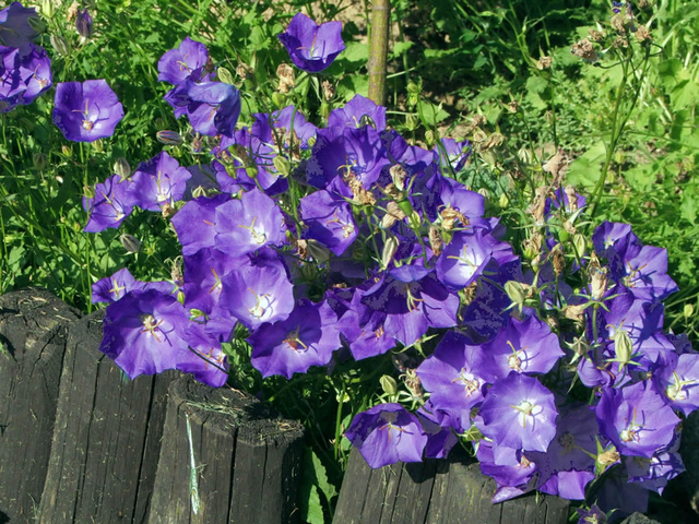 Campanula carpatica Ã  Clips Bleus (Campanule des Carpates)