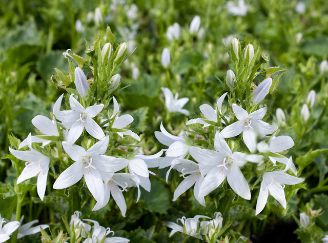 Campanule des murets Â« E.H. Forst Â» (Campanula poscharskyana)