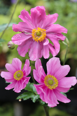 Anemone hybrida Rotkäppchen