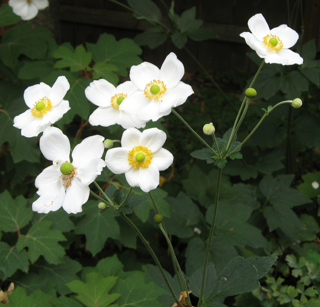Anemone hybrida Honorine Jobert - AnÃ©mone du Japon