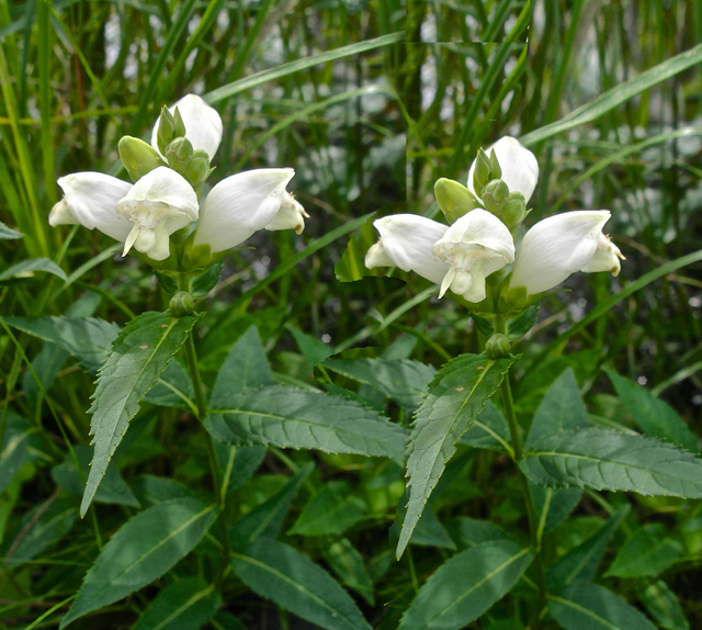 Galane oblique (Chelone obliqua Â« Alba Â»)