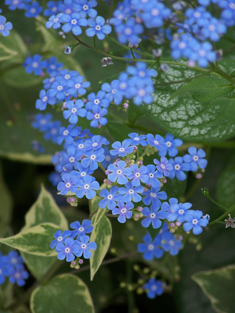 Myosotis du Caucase (Brunnera macrophylla)
