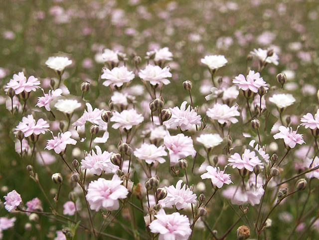 Gypsophila Rosenschleier - Gypshophile rampant