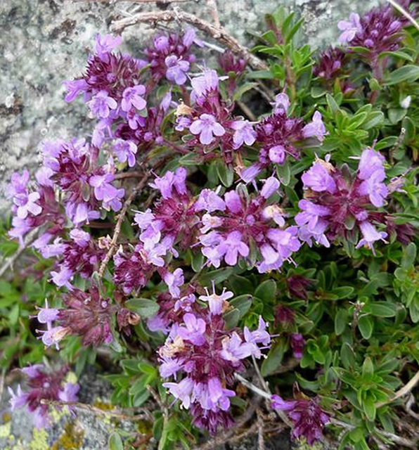 Thymus praecox Purple Beauty - Thym