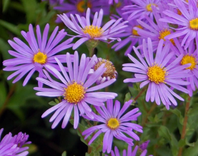 Aster Hirsute Prof. Anton Kippenberg - Aster Dumosus
