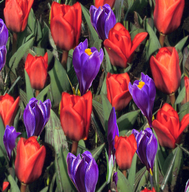 Tulipes et Crocus en MÃ©lange