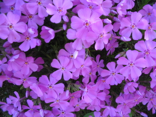 Phlox paniculata « Düsterlohe »