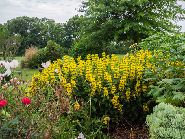 Salicaire jaune (Lysimachia punctata)
