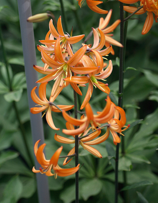 Lys Bonnet Turc Organe Marmelade (Lilium Martagon)