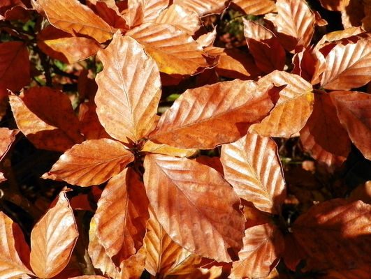 Hêtre Commun / Fayard (Fagus Sylvatica)