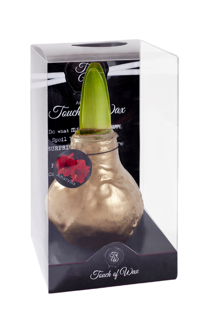 Cire Amaryllis d'or Brillant