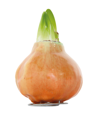 Cire Amaryllis Orange d'automne