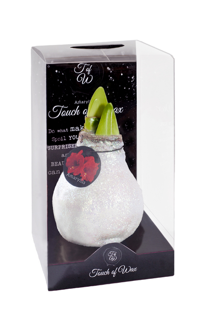 Cire Amaryllis Crystal Blanche