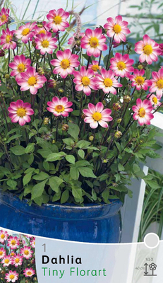 Dahlia Topmix Tiny Florart