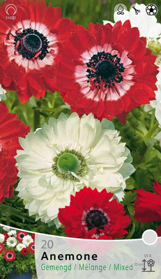 Anemone Governor & Mount Everest