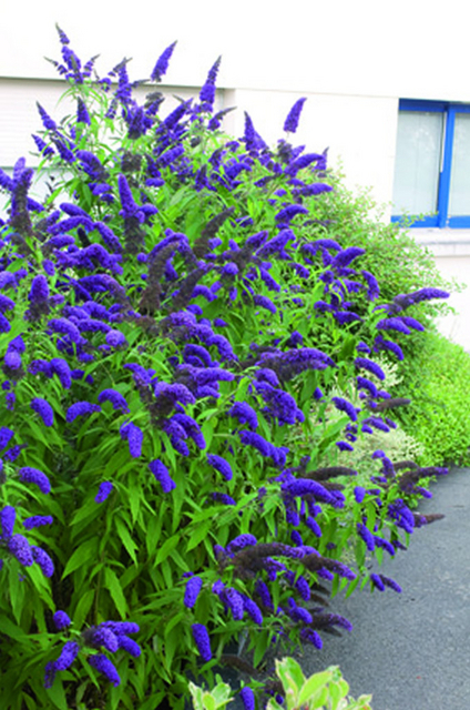 Arbre Ã  papillon - Buddleja