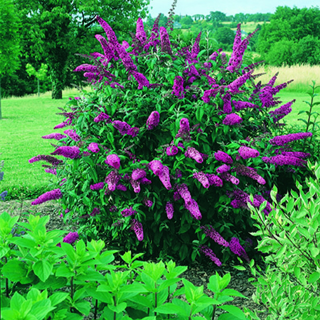 Arbre Ã  papillon - Buddleja rouge -