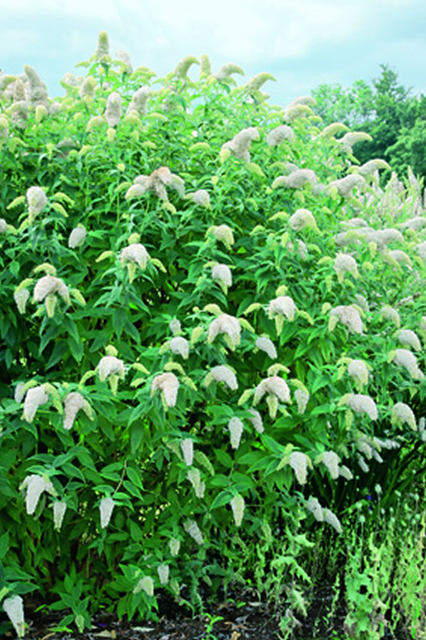 Arbre Ã  papillon - Buddleja blanc-