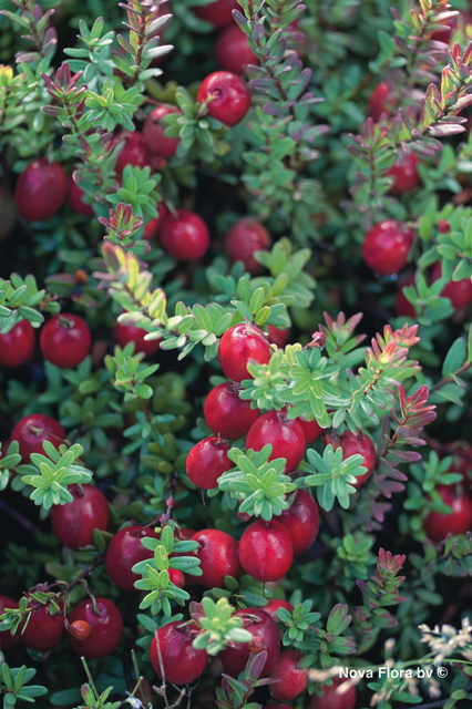 Canneberge (Vaccinium Macrocarpon Cranberry)