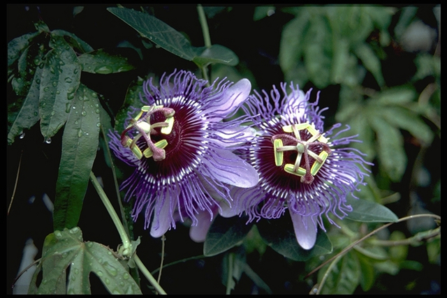 Passiflora Purple Haze (Passiflore)
