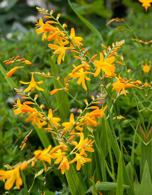 Crocosmia George Davidson
