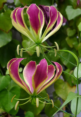 Lis la Flamme - Gloriosa Carsonii