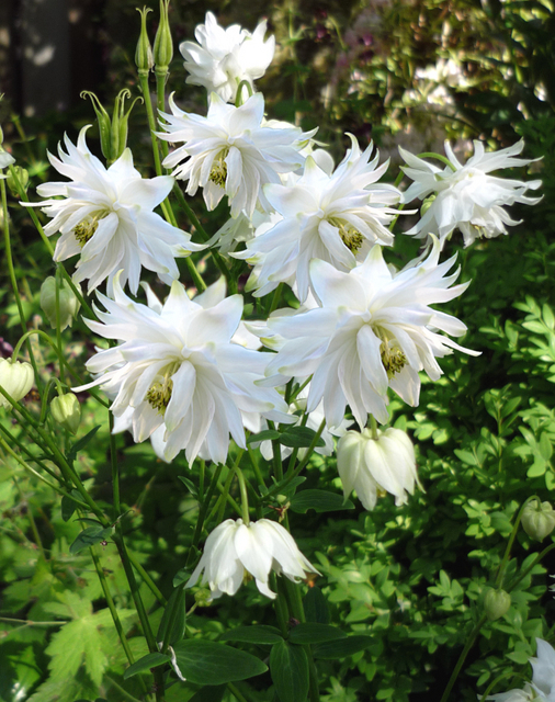 Aquilegia Green Apples (Plantes en Pot)