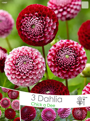 Dahlia Chick a Dee