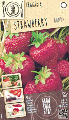 Fraise Rumba