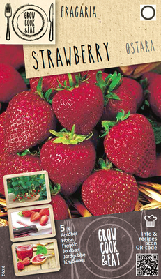 Fraises Ostara (en graines)
