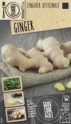 Racine de gingembre (Zingiber officinale)