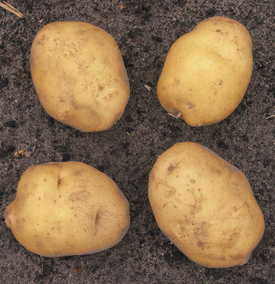 Pommes de terre de pot Eigenheimer 2,5 kg