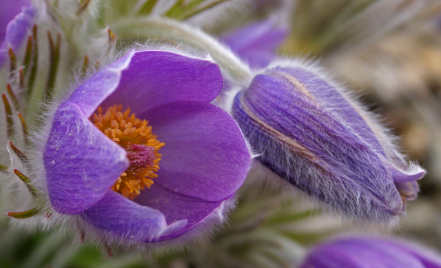 Pulsatille (Pulsatilla Vulgaris)