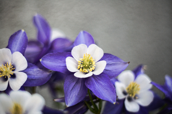 Ancolie - Aquilegia Flabellata Ministar (plante à pot)