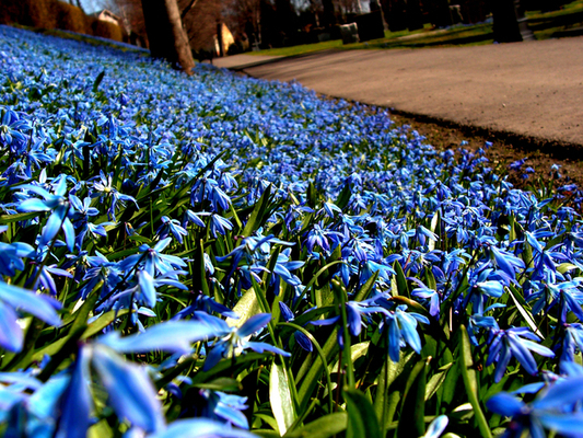 Scilla Siberica (bulbes de fleur biologiques en pot)