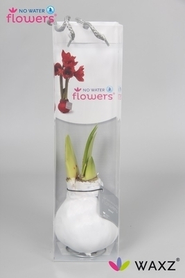 Cire Amaryllis Blanc
