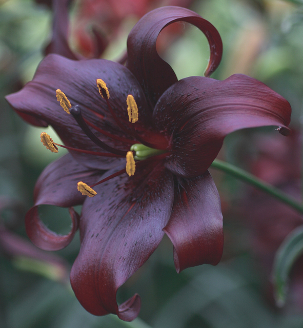 Lys Trumpet Noir