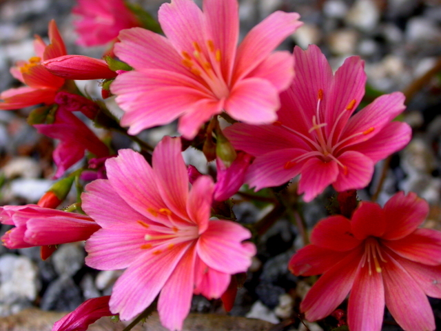 Lewisie du Siskiyou (Lewisia cotyledon)