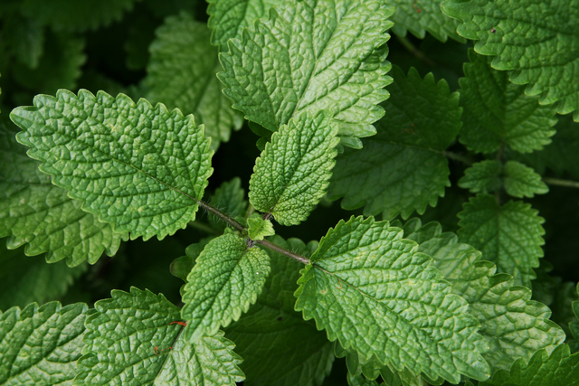 MÃ©lisse citronelle (Plantes en Pot)