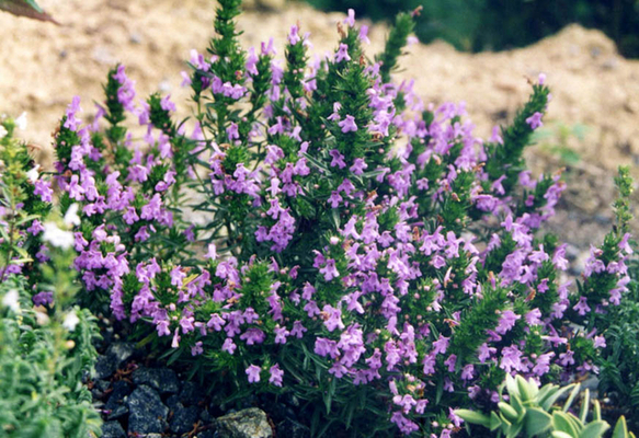 Sarriette (Plantes en Pot)