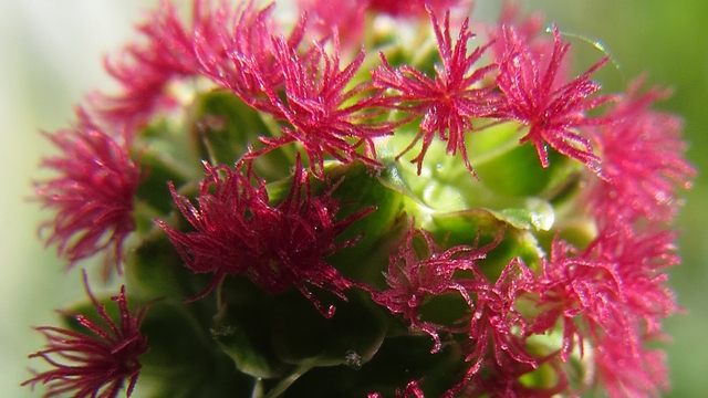 La Pimprenelle - Petite pimprenelle (Sanguisorba minor)