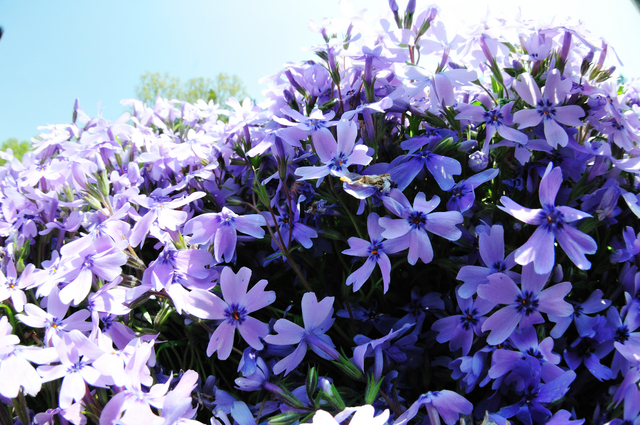 Phlox Subulata Bleu Clair - Phlox mousse