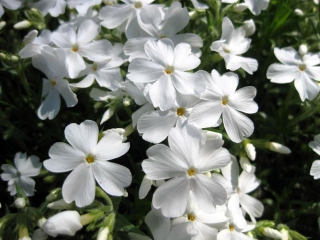 Phlox subulata maischnee - Phlox mousse