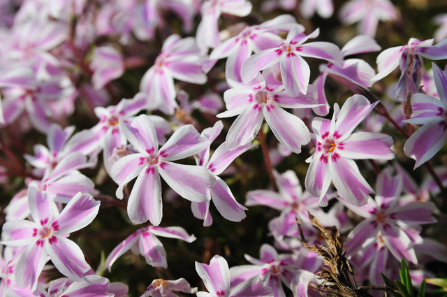 Phlox Subulata Candy Stripes - Phlox mousse