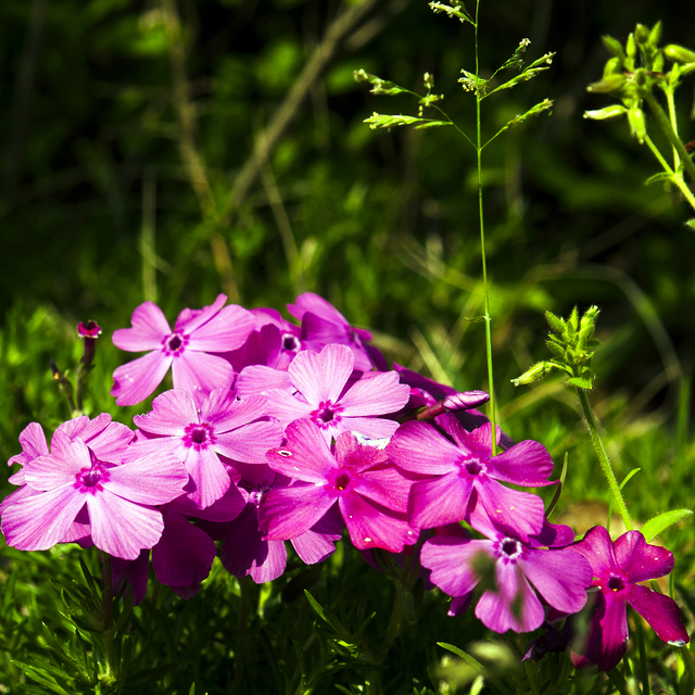 Phlox subulata Mac Daniels Cushion - Phlox mousse