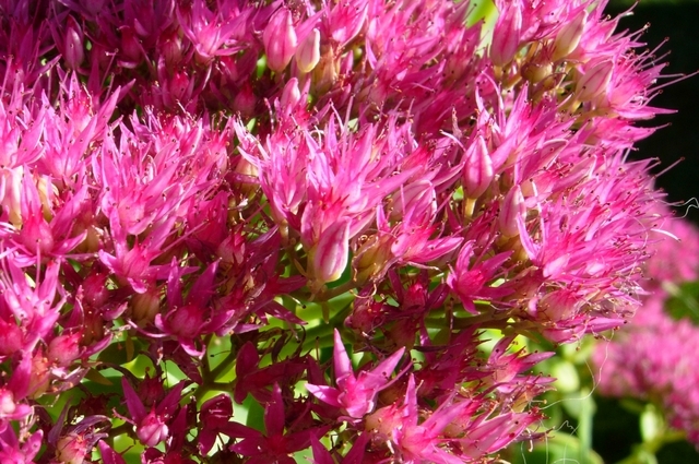 Orpin rose Â« Brillant Â» (Sedum spectabile)
